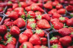 Places to Go Berry Picking in and Around Kitchener-Waterloo Region
