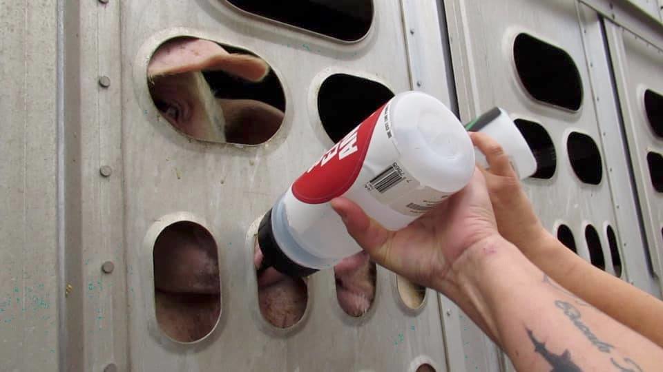 Toronto Pig Save