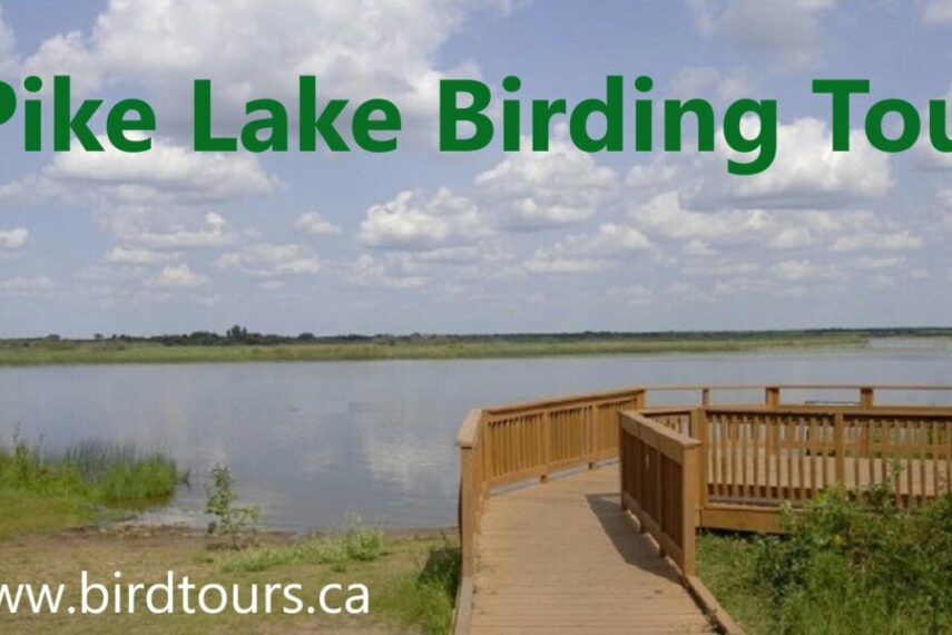 Pike Lake Birding Tour