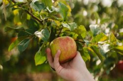 Places to Go For Apple Picking in and Around London – 2025 Season