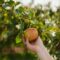 Places to Go For Apple Picking in and Around London – 2026 Season