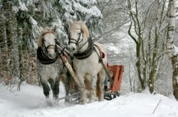 Places to Go For Winter Trail Rides and Sleigh Rides in New Brunswick
