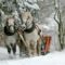 Places to Go For Winter Trail Rides and Sleigh Rides in New Brunswick