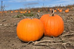 Pumpkin Patches in Greater Toronto Area & Hamilton