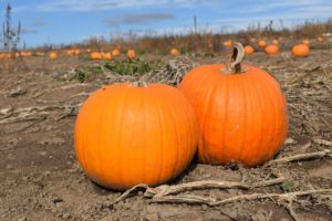 Pumpkin Patches in Greater Toronto Area & Hamilton