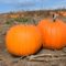 Pumpkin Patches in Greater Toronto Area & Hamilton