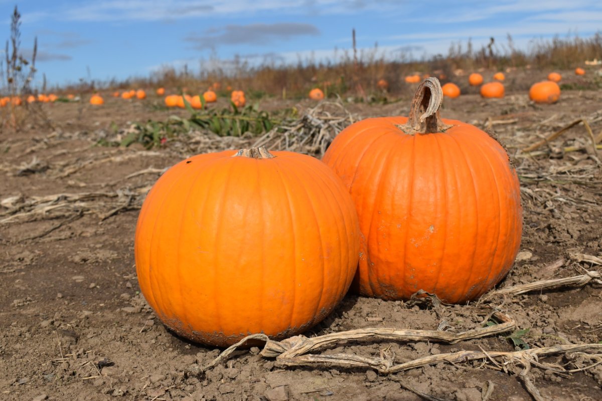 free entry pumpkin patch near me