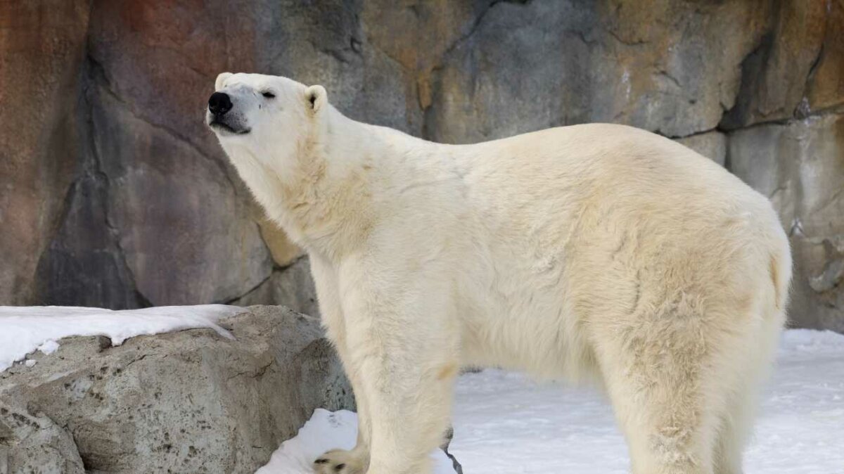 Wilder Institute/Calgary Zoo to Two Polar Bears From