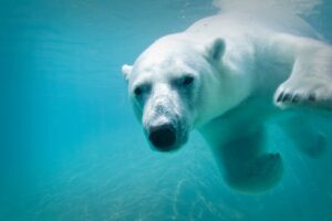 Zoos and Petting Zoos in Greater Toronto Area