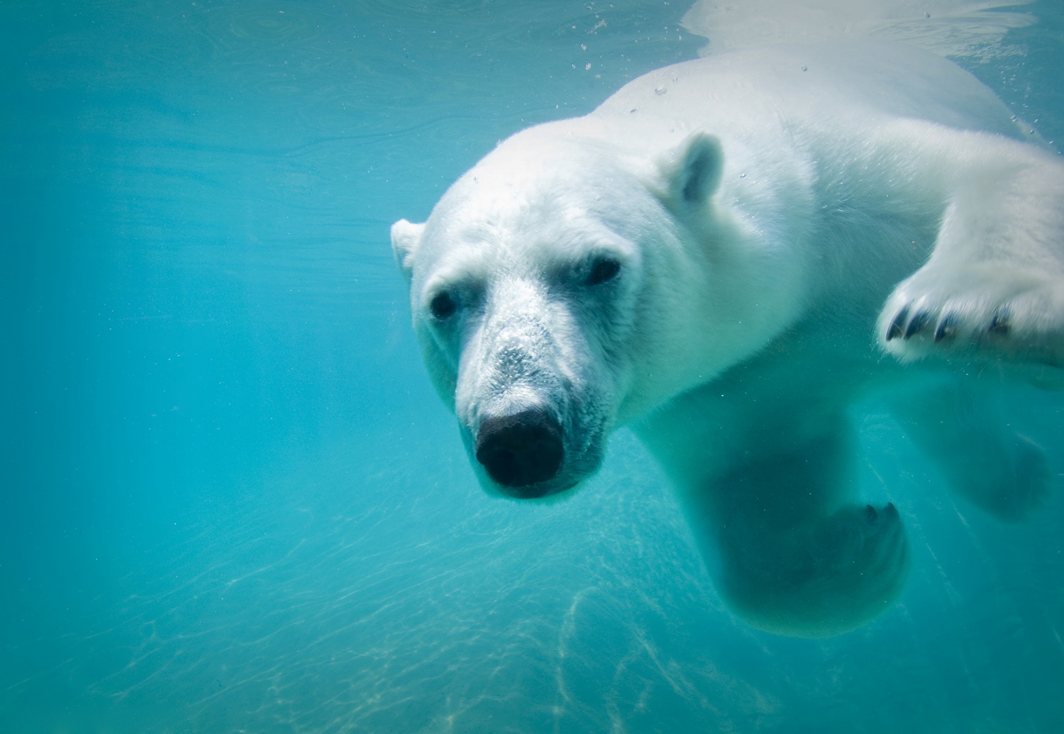 Zoos and Petting Zoos in Greater Toronto Area