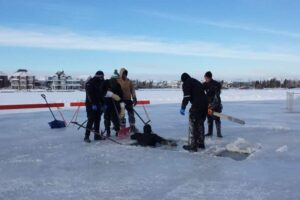 Polar Bear Dips in Alberta