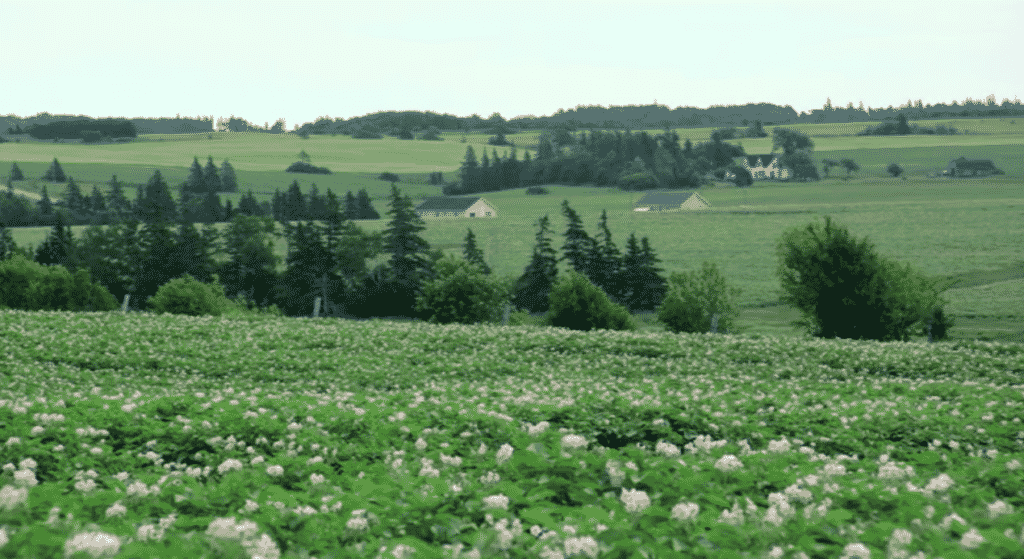 Summer Festivals in Prince Edward Island