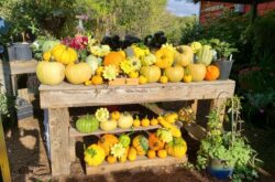 Apples, Pumpkins & Corn Mazes: Fun Family Farms For a Fall Day Trip From Edmonton