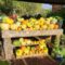 Apples, Pumpkins & Corn Mazes: Fun Family Farms For a Late Summer or Fall Day Trip From Edmonton