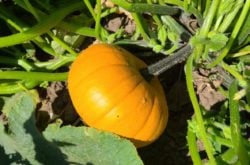 PYO Pumpkins &amp; Corn Maze at Lindley’s Farm