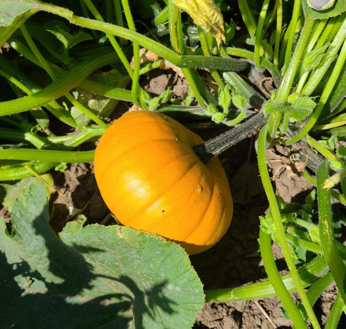U-Pick Pumpkins | Prairie Gardens & Adventure Farm, 56311 Lily Lake