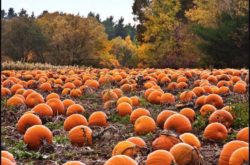 Fall activities at Merry Farms