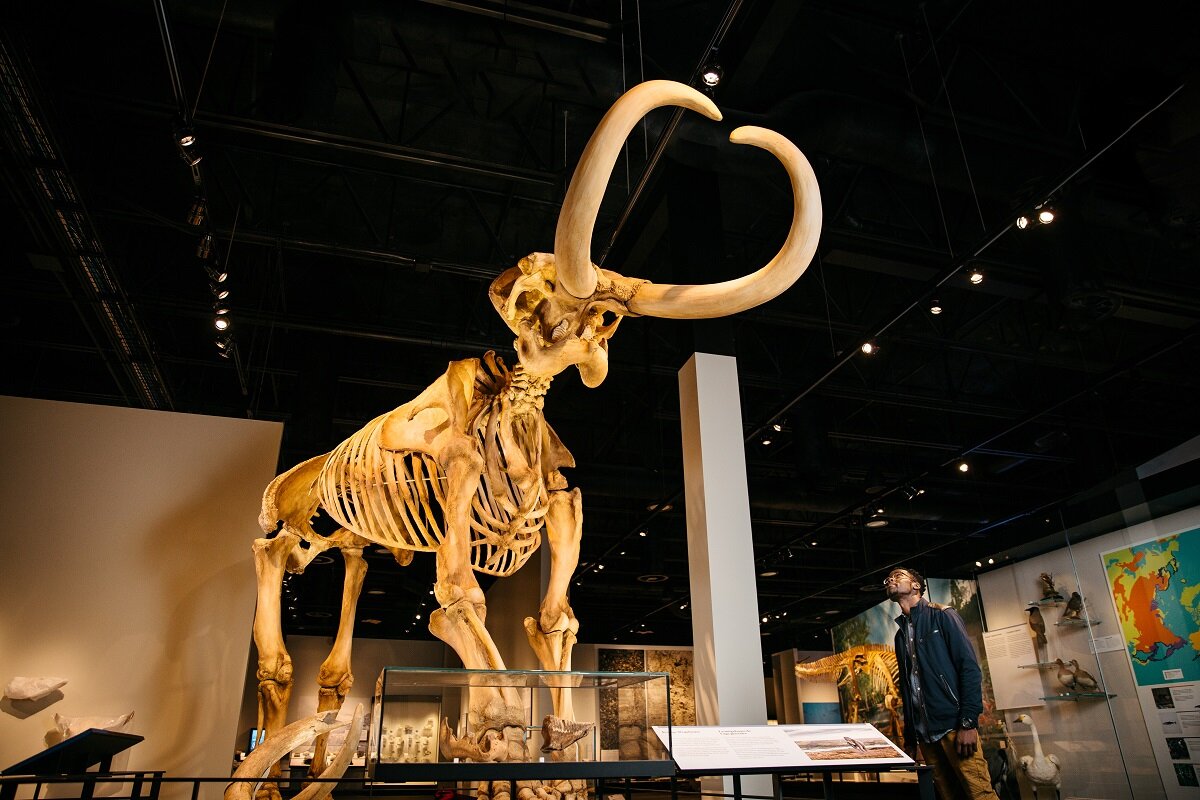 Royal Alberta Museum Drop-In Sketching: Ice Age
