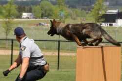 Visit RCMP Police Dog Service Training Centre in Central Alberta For a Unique Experience
