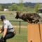Visit RCMP Police Dog Service Training Centre in Central Alberta For a Unique Experience