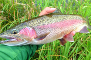 15 of the Best Places to Fish Around Saskatoon