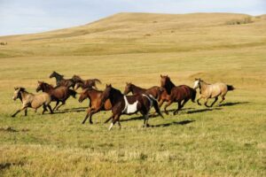 50 Amazing Things to Do in the Parks and Natural Areas of Saskatchewan