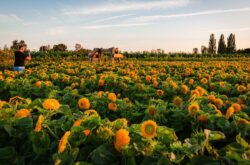 Wander Through Richmond’s Endless Fields of Sunflowers Before Summer Ends