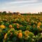 Wander Through Richmond’s Endless Fields of Sunflowers Before Summer Ends