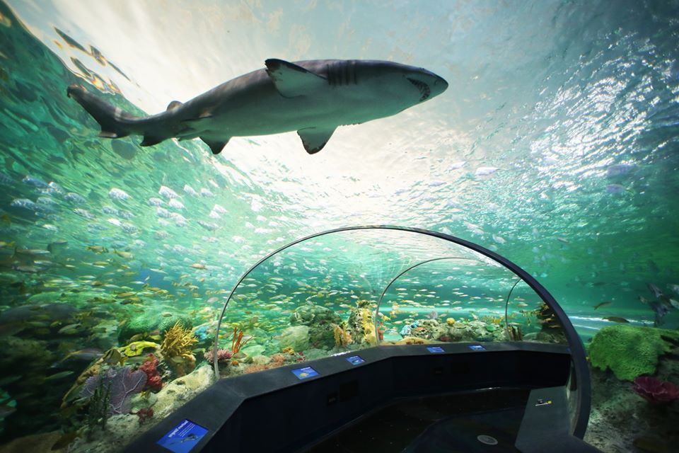 Ripleys Aquarium Of Canada Reopening On July 24 2021 To Do Canada 