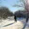 Ottawa's 3.5 km Skating Trail Through Old-Growth Orchard is Now Open for 2025-26 Season