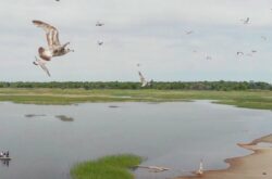 Unlock the Best of Rondeau Provincial Park: Hike, Bike, and Relax on 11km of Lake Erie’s Scenic Shorline