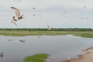 Unlock the Best of Rondeau Provincial Park: Hike, Bike, and Relax on 11km of Lake Erie’s Scenic Shorline
