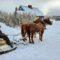 Outdoor Winter Adventures In and Around Halifax