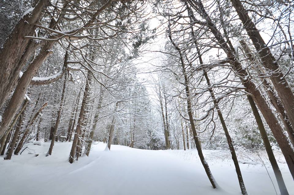 15 Things to Do During Winter in Markham