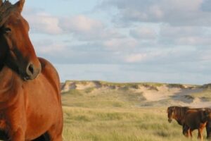 50 Bucket List Summer Activities in Nova Scotia