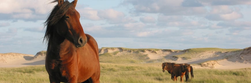 50 Bucket List Summer Activities in Nova Scotia