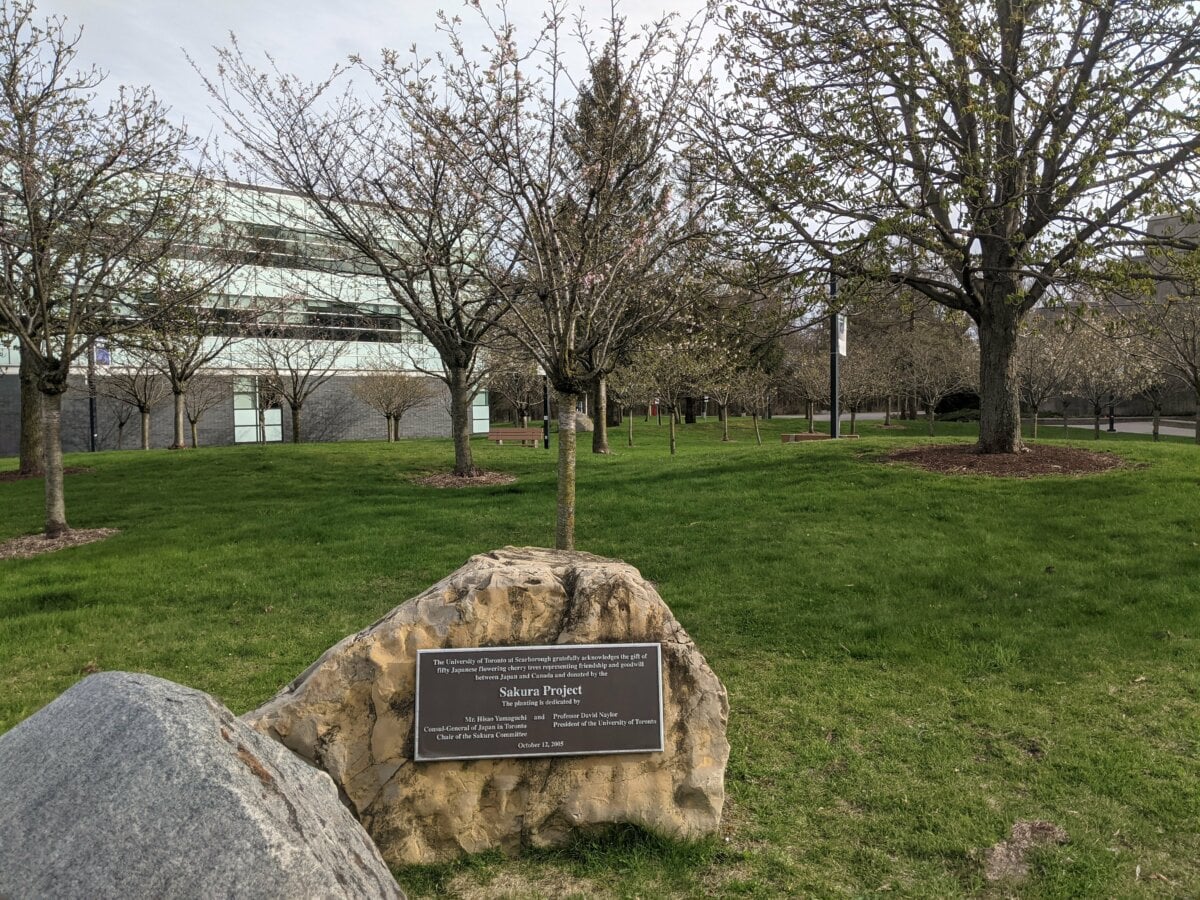 Places to Find Cherry Blossoms in Scarborough