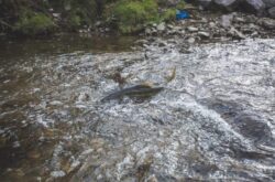 Where to See Salmon Run in and Around Greater Toronto Area - 2026