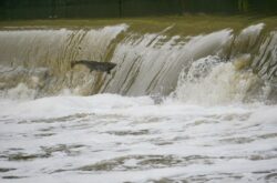 Toronto’s Salmon Run Festival is Back for 2021, Spot Salmon and Enter to Win a Prize
