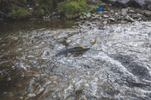 Where to See Salmon Run in Greater Toronto Area