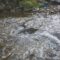 Where to See Salmon Run in and Around Greater Toronto Area - 2025 Season