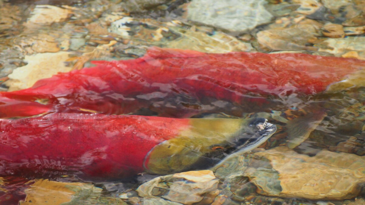 Places to See Salmon Run Around Metro Vancouver