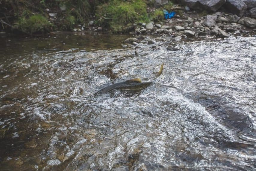 Where to See Salmon Run in Greater Toronto Area