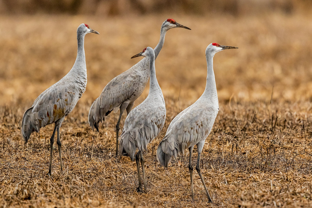 Alberta Announces Sandhill Crane Hunt for This Fall