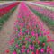 Sandhill Tulip