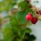 Saskatoon Berry Festival