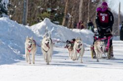 Seguin Sled Dog Mail Run & More: This Ontario Township Offers a Perfect Canadian Heritage Winter Getaway