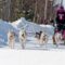 Seguin Sled Dog Mail Run & More: This Ontario Township Offers a Perfect Canadian Heritage Winter Getaway
