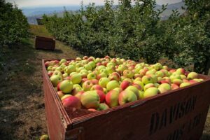 Things to Do This Labour Day Weekend in British Columbia