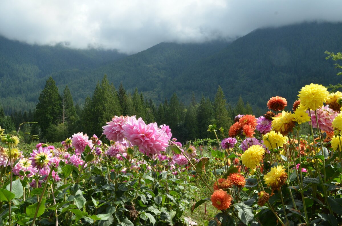 Dahlia Flower Festival